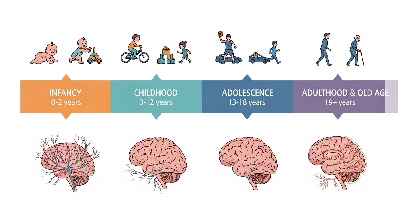 생애 주기에 따른 운동 신경계 발달 특성과 주요 발달 단계를 보여주는 인포그래픽